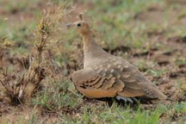 Stepówka brunatnobrzucha - Pterocles exustus - Chestnut-bellied Sandgrouse