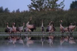 Żuraw - Grus grus - Common Crane