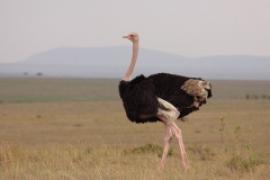 Struś czerwonoskóry - Struthio camelus - Common Ostrich