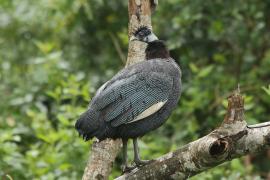 Perlica czubata - Guttera pucherani - Kenya Guineafowl