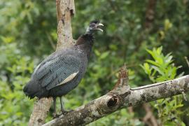 Perlica czubata - Guttera pucherani - Kenya Guineafowl