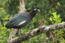 Perlica czubata - Guttera pucherani - Kenya Guineafowl
