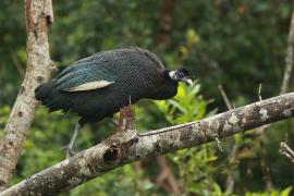Perlica czubata - Guttera pucherani - Kenya Guineafowl