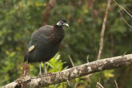Perlica czubata - Guttera pucherani - Kenya Guineafowl