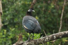 Perlica czubata - Guttera pucherani - Kenya Guineafowl