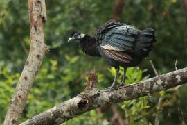 Perlica czubata - Guttera pucherani - Kenya Guineafowl