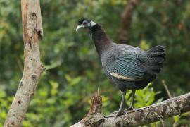 Perlica czubata - Guttera pucherani - Kenya Guineafowl