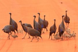 Perlica sępa - Acryllium vulturinum - Vulturine Guineafowl