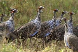 Perlica sępa - Acryllium vulturinum - Vulturine Guineafowl