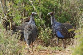 Perlica sępa - Acryllium vulturinum - Vulturine Guineafowl