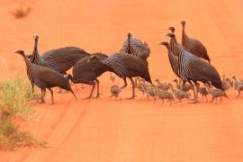 Perlica sępa - Acryllium vulturinum - Vulturine Guineafowl