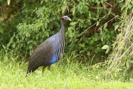 Perlica sępa - Acryllium vulturinum - Vulturine Guineafowl