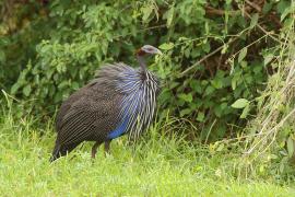 Perlica sępa - Acryllium vulturinum - Vulturine Guineafowl