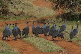 Perlica sępia - Acryllium vulturinum - Vulturine Guineafowl