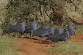 Perlica sępa - Acryllium vulturinum - Vulturine Guineafowl