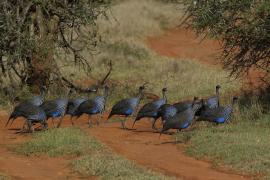 Perlica sępa - Acryllium vulturinum - Vulturine Guineafowl