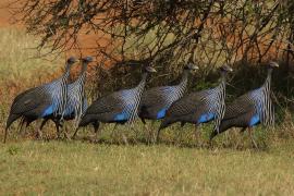 Perlica sępa - Acryllium vulturinum - Vulturine Guineafowl