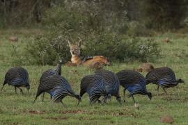 Perlica sępa - Acryllium vulturinum - Vulturine Guineafowl