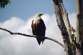 Bielik afrykański - Haliaeetus vocifer - African Fish Eagle