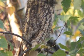 Uszatka - Asio otus - Long-eared Owl