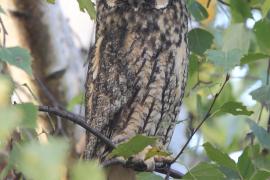 Uszatka - Asio otus - Long-eared Owl