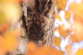 Uszatka - Asio otus - Long-eared Owl