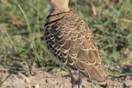 Nocobieg dwuobrożny - Rhinoptilus africanus -  Double-banded Course