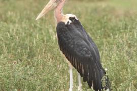 Marabut afrykański - Leptoptilos crumenifer - Marabou