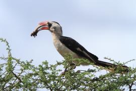 Toko czarnoskrzydły - Tockus deckeni - Von der Decken's Hornbill