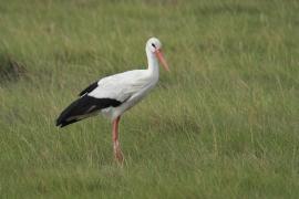 Bocian biały - Ciconia ciconia - White Stork