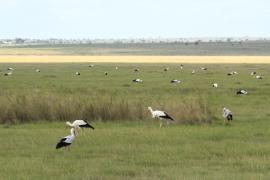Bocian biały - Ciconia ciconia - White Stork