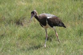 Bocian białobrzuchy - Ciconia abdimii - Abdim's Stork