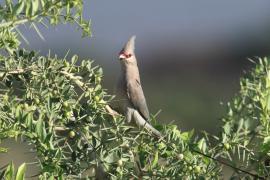 Czepiga długosterna - Urocolius macrourus - Blue-naped Mousebird