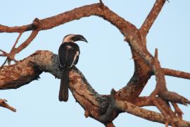 Toko czarnoskrzydły - Tockus deckeni - Von der Decken's Hornbill