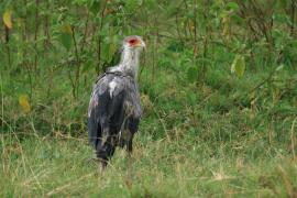 Sekretarz - Sagittarius serpentarius - Secretary-bird