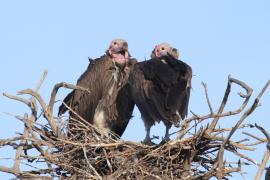 Sęp uszaty - Torgos tracheliotos - Lappet-faced Vulture