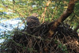 Wojownik wspaniały - Stephanoaetus coronatus - Crowned Eagle