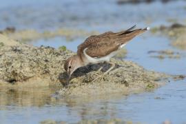 Brodziec piskliwy - Actitis hypoleucos - Common Sandpiper