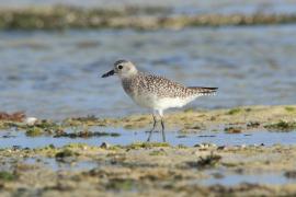 Siewnica - Pluvialis squatarola - Grey Plover