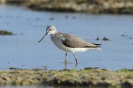 Kwokacz - Tringa nebularia - Common Greenshank