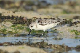 Piaskowiec - Calidris alba - Sanderling