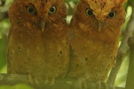 Syczek brunatny - Otus ireneae - Sokoke Scops Owl