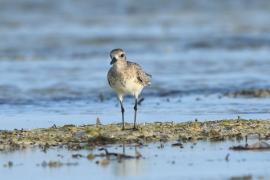Siewnica - Pluvialis squatarola - Grey Plover