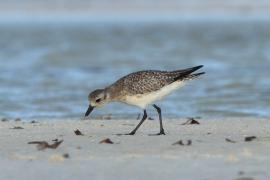 Siewnica - Pluvialis squatarola - Grey Plover