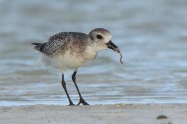 Siewnica - Pluvialis squatarola - Grey Plover