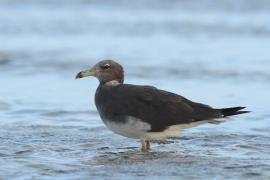 Mewa przydymiona - Ichthyaetus hemprichii - Sooty Gull