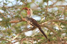 Toko białogrzbiety - Tockus erythrorhynchus - Northern Red-billed Hornbill