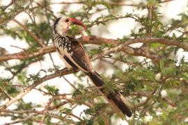 Toko białogrzbiety - Tockus erythrorhynchus - Northern Red-billed Hornbill