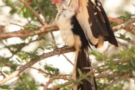 Toko białogrzbiety - Tockus erythrorhynchus - Northern Red-billed Hornbill