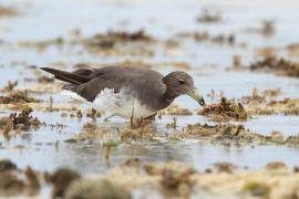 Mewa przydymiona - Ichthyaetus hemprichii - Sooty Gull